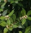 Bay Leaf