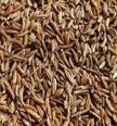 caraway-seeds