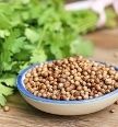 coriander