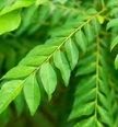 curry-leaf