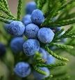 juniper-berry