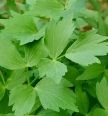 lovage