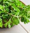 marjoram