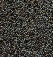 poppy-seed