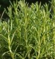 rosemary