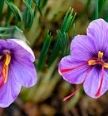 saffron