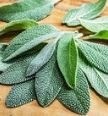sage