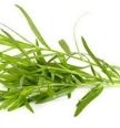 tarragon